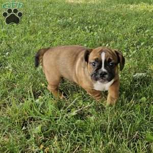 Hot Chili Dog, English Bulldog Mix Puppy